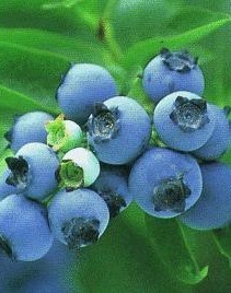 blueberry anthocyanin