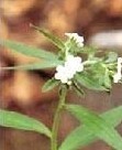 alkannin