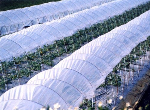 Mulch film