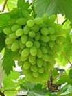 Grape Seed Extract