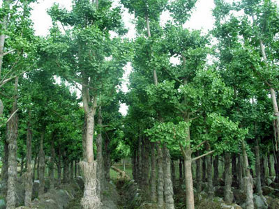 Gingko Biloba extract