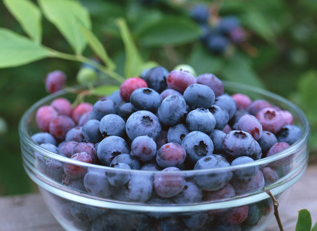 Bilberry extract25%