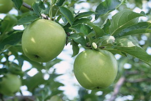 Tomato Lycopene