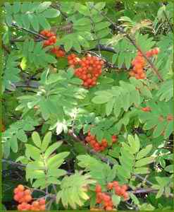 Schizandra berry P.E.