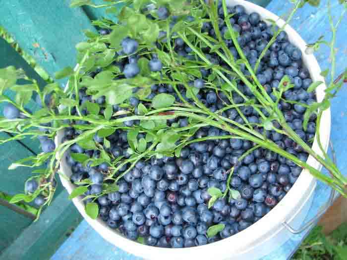 Bilberry P.E.