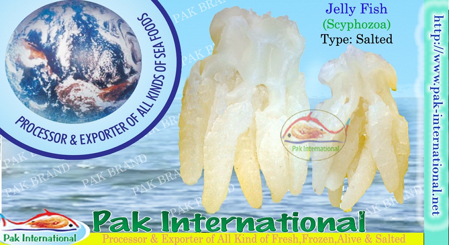SELL: JELLY FISH (Scyphozoa)