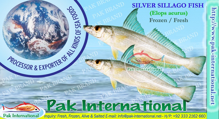 SILVER SILLAGO (Elops aeurus)