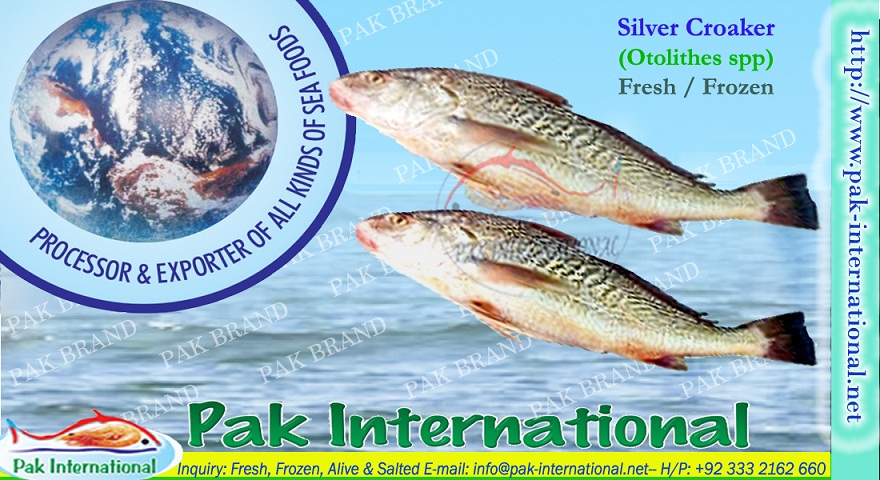 SILVER CROAKER (Otolithes Spp)
