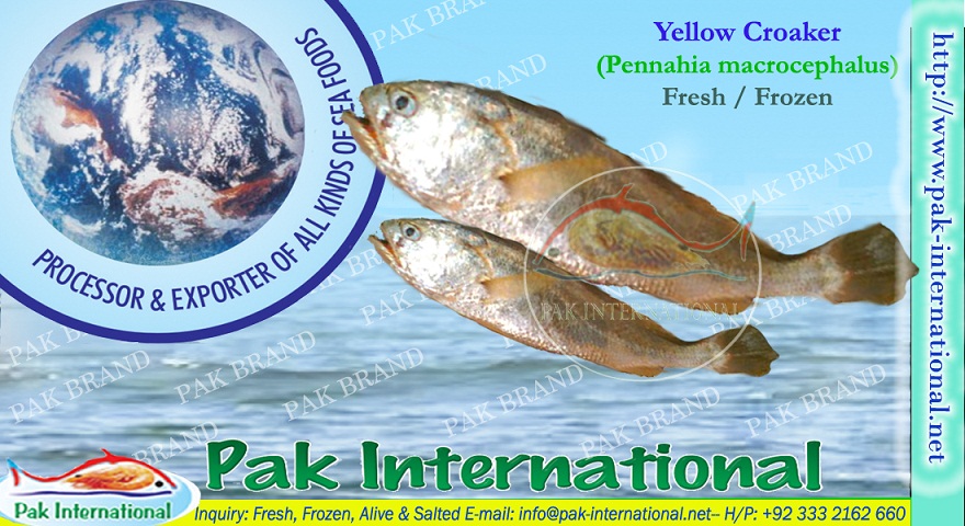 YELLOW CROAKER (Pennahia macrocephalus)