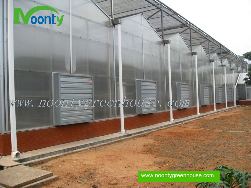 Venlo Polycarbonate (PC) Greenhouse