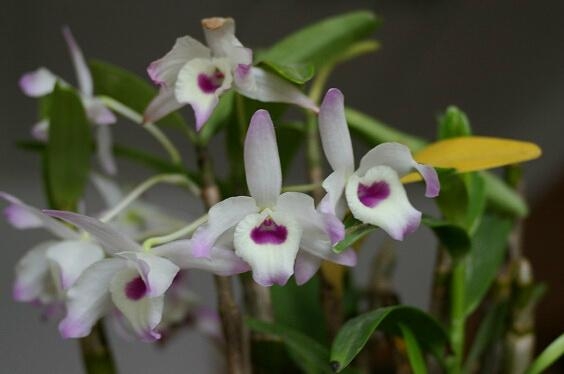 Dendrobium extract