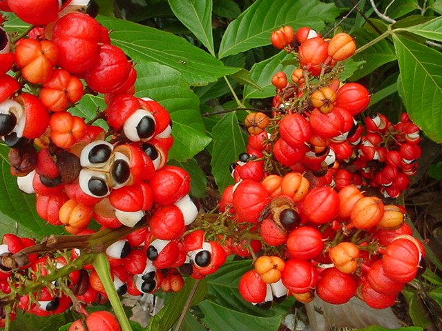Guarana extract