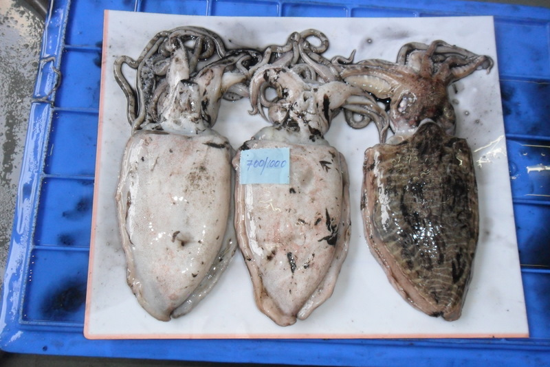 cuttle fish