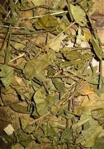 Gymnema Silvestre Extract