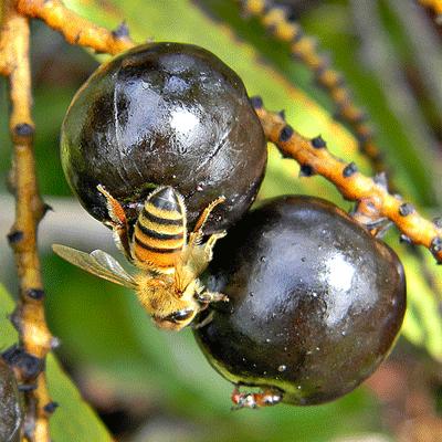 Saw palmetto extract