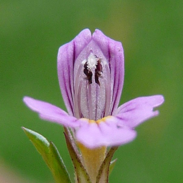 Eyebright Extract