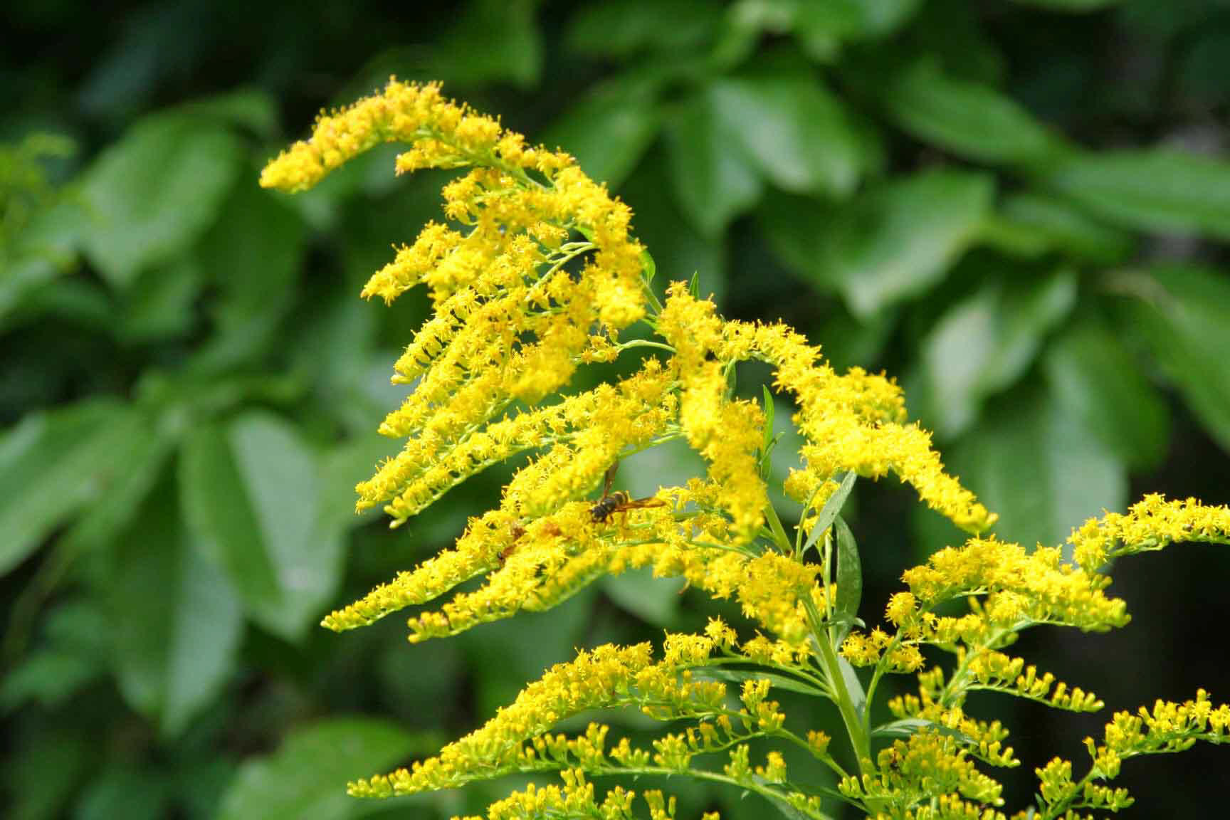 Golden Rod Extract （ ）