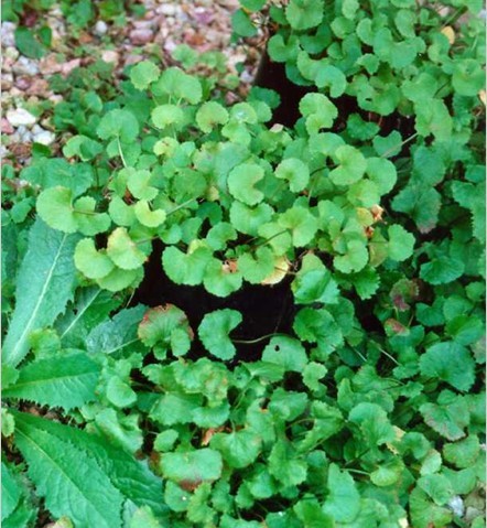 Gotu Kola Herb Extract（ ）