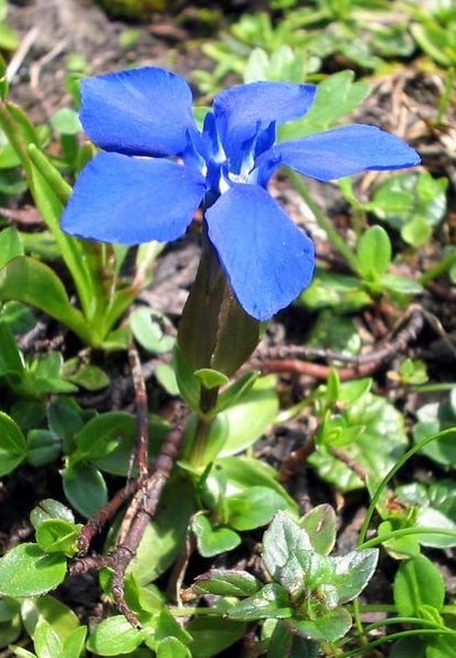 Gentian Root Extract （ ）