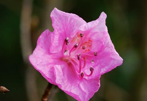 Dahurian Rhodoendron Extract