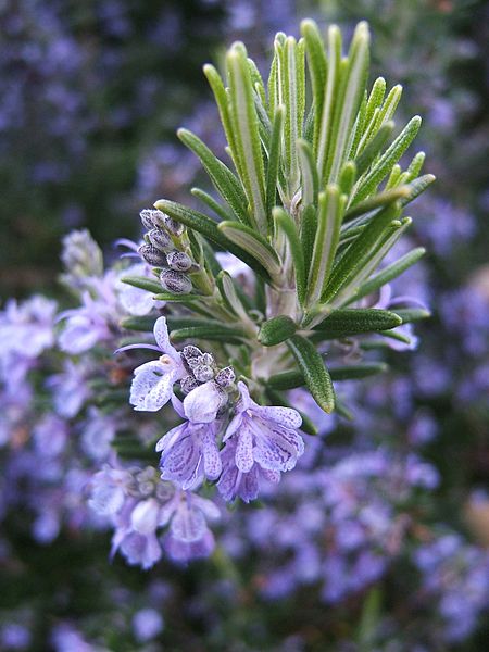 Rosemary Herb Extract
