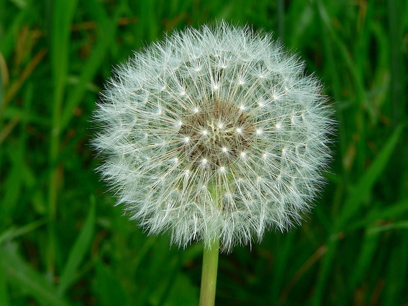 Dandelion Extract （ ）