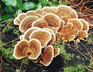 Coriolus Mushroom Extract