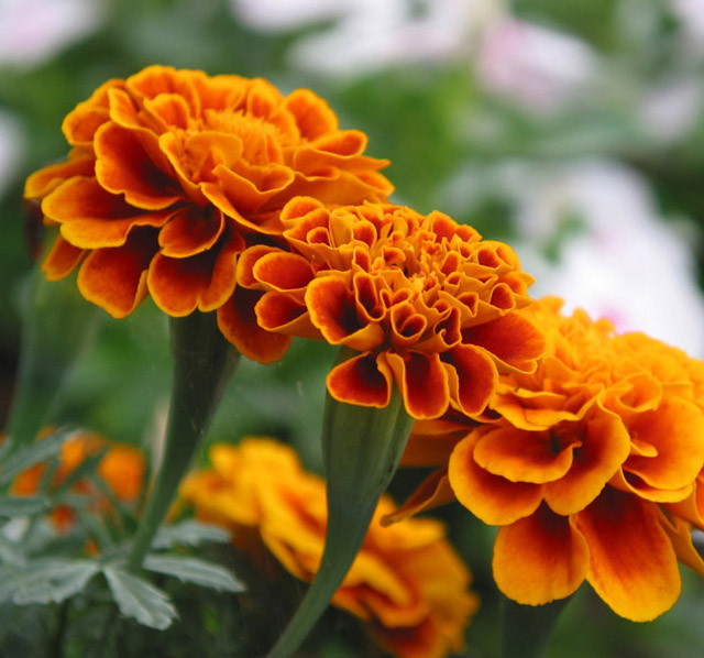 natural marigold flower extract lutein