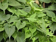 Tuber Fleeceflower Root Extract