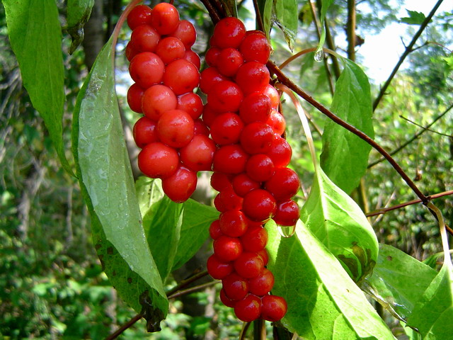Schisandra chinensis Extract Schisandrins