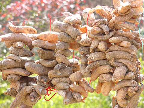 Gastrodia Rhizoma Extract 20:1