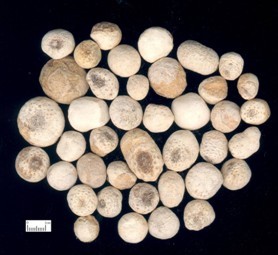 Ternate Pinellia Extract