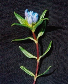 Chinese Gentian P.E.