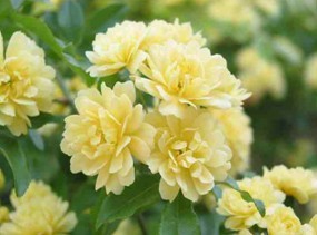 Costustoot Extract