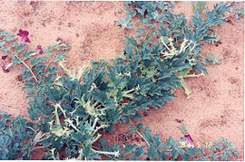devil's claw extract Harpagoside