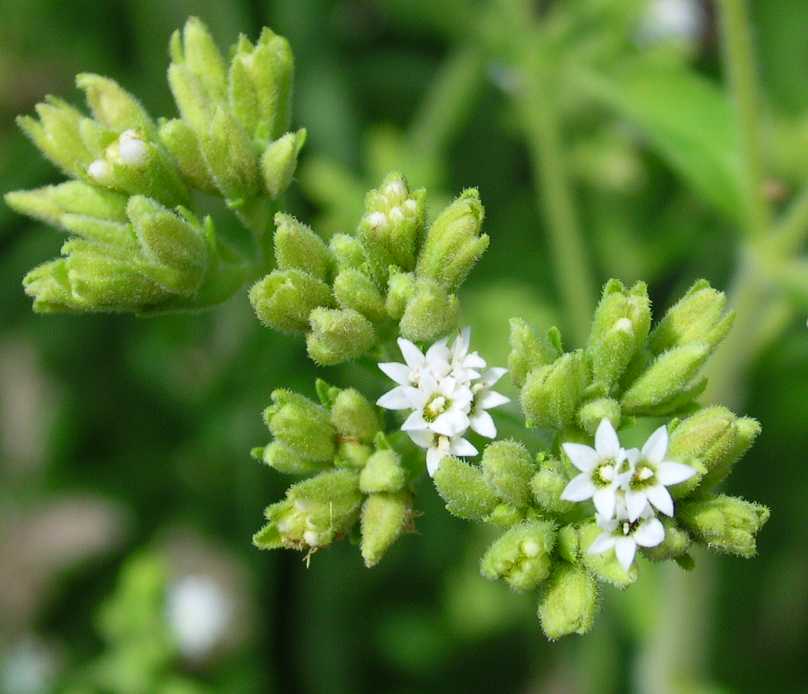 Stevia Extract,
