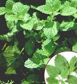 Melissa Dry Extract,Rosmarinic acid