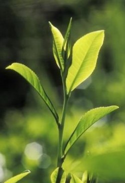 Green Tea Extract