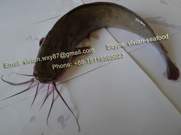 China Frozen Catfish (Clarias fuscus)