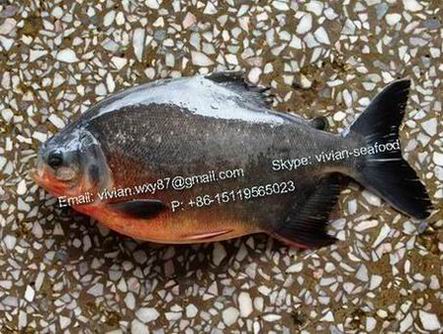Frozen Red Pomfret/ Red Pacu