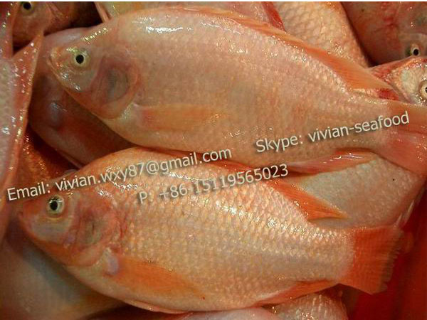 Frozen Red Tilapia Fish (Oreochromis Niloticus)