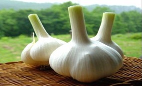 Garlic Extract Powder