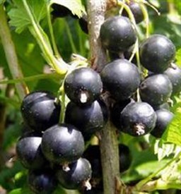 Black Currant P.E