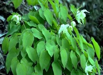 Epimedium P.E.