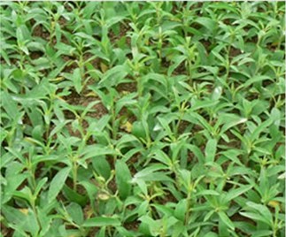 Stevia Extract