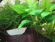 Mono Ammonium Glycyrrhizinate