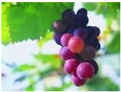 Grape Seed Oil, CAS: 85594-37-2, 8024-22-4