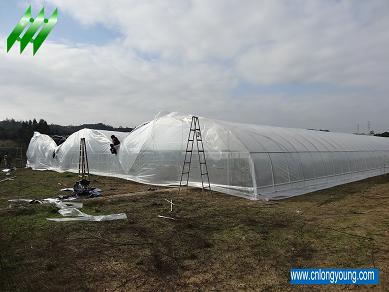 Multi-Span Greenhouse