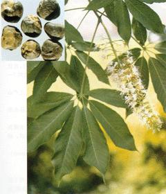 Horse Chestnut extract
