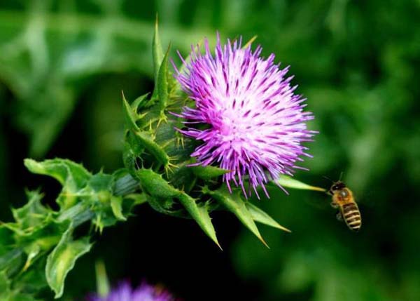 Milk Thistle extract & 80% Silymarin